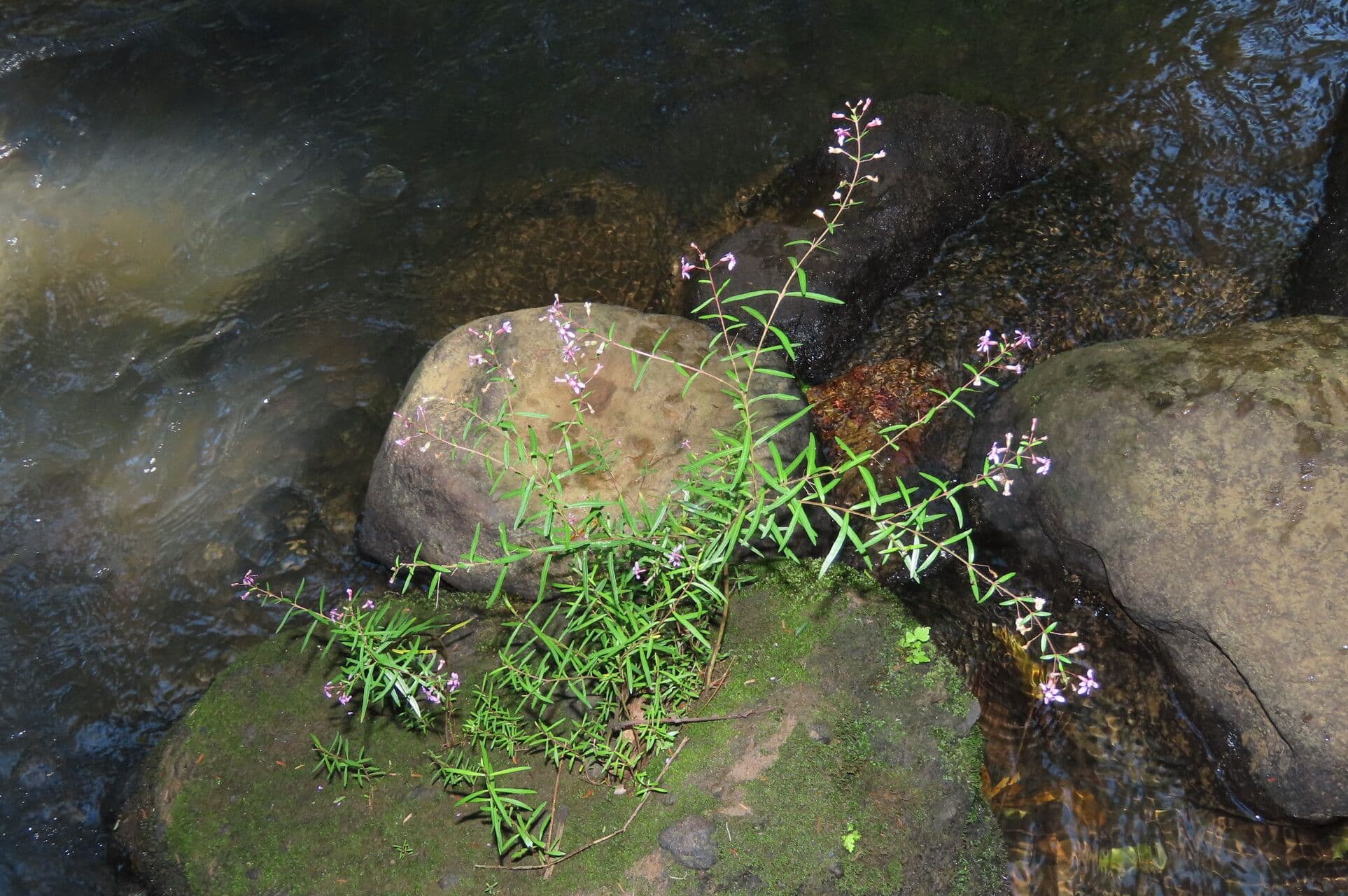 Cuphea utriculosa 8