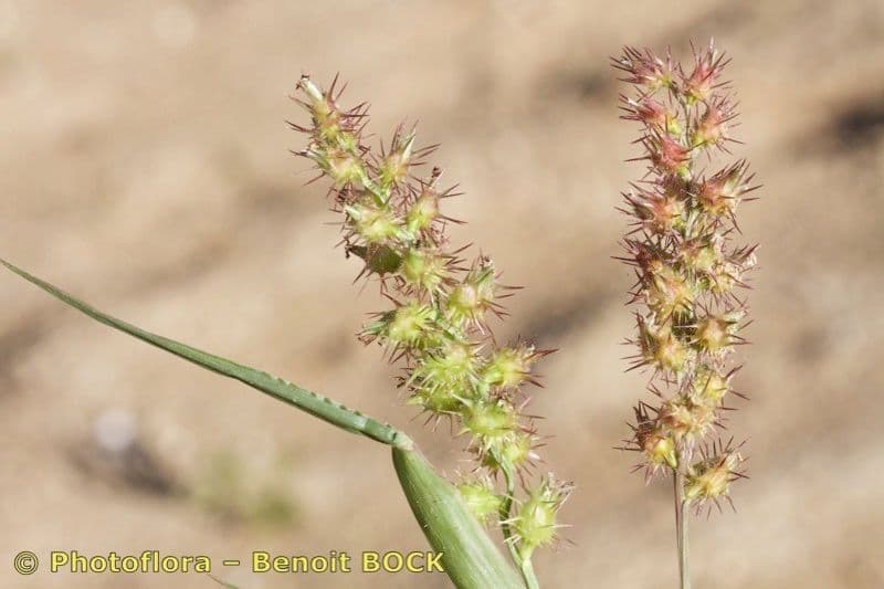 Cenchrus longispinus 21