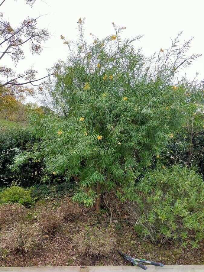 Freylinia 8