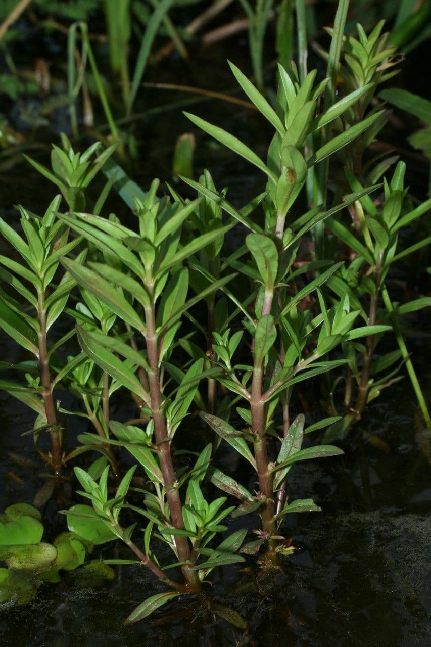 Niedrige Rotala 3