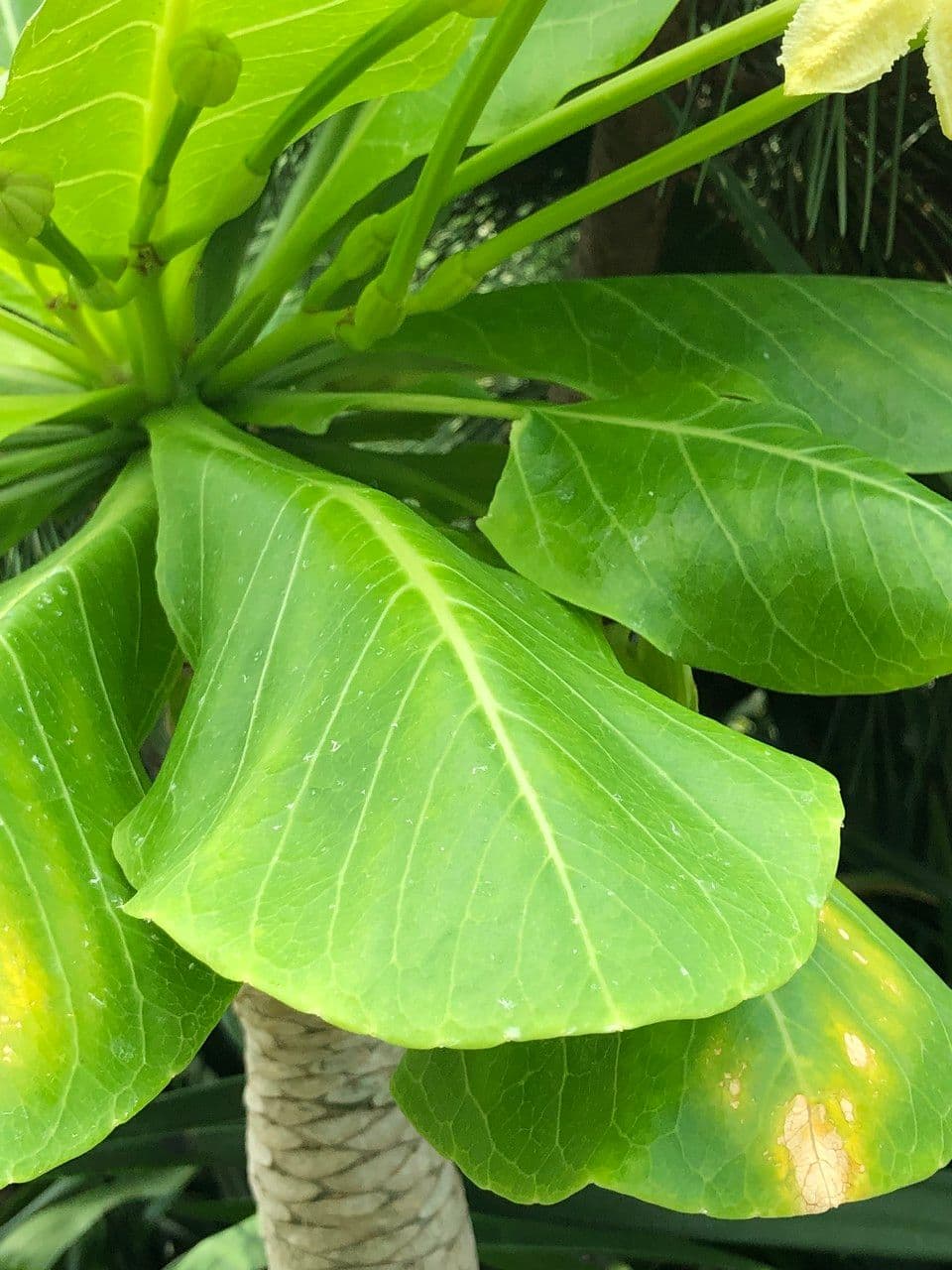 ʻŌlulu 15