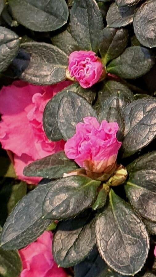 Rhododendron 20