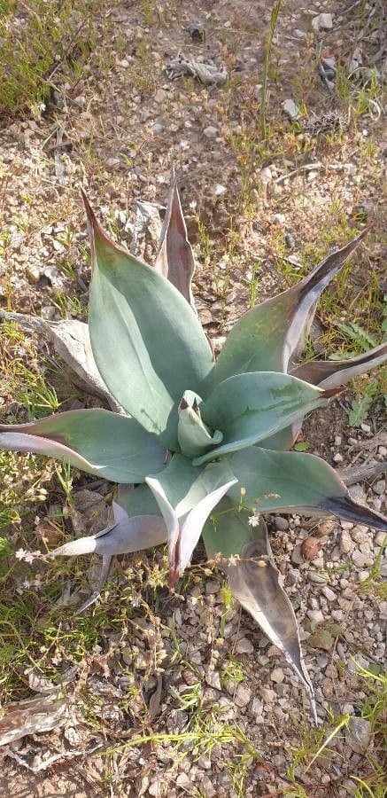 Weber-Agave 3
