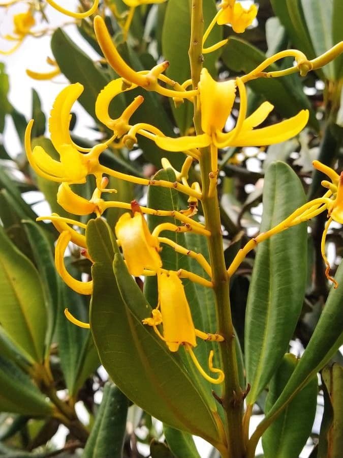 Vochysia tucana 3
