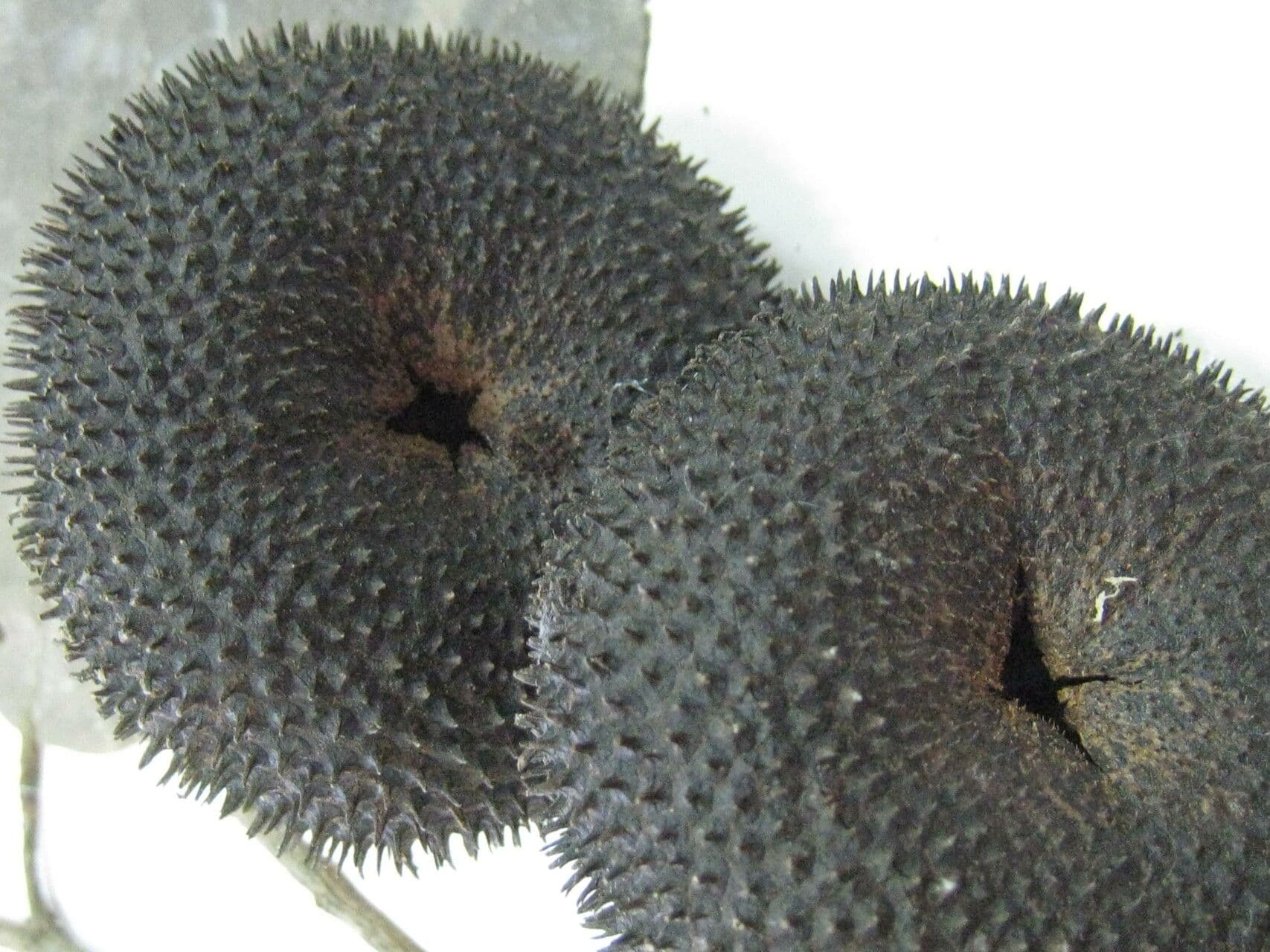 Apeiba 15