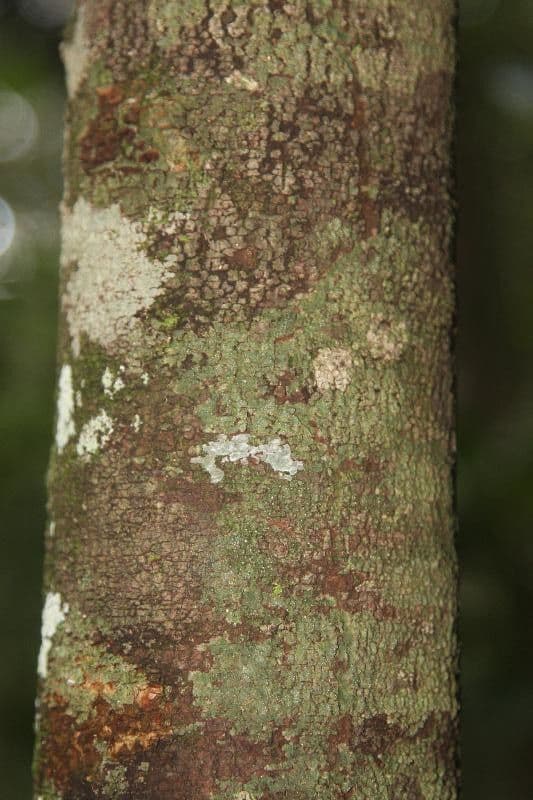 Pausandra 2