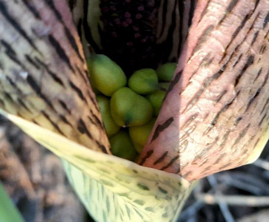 Synandrospadix