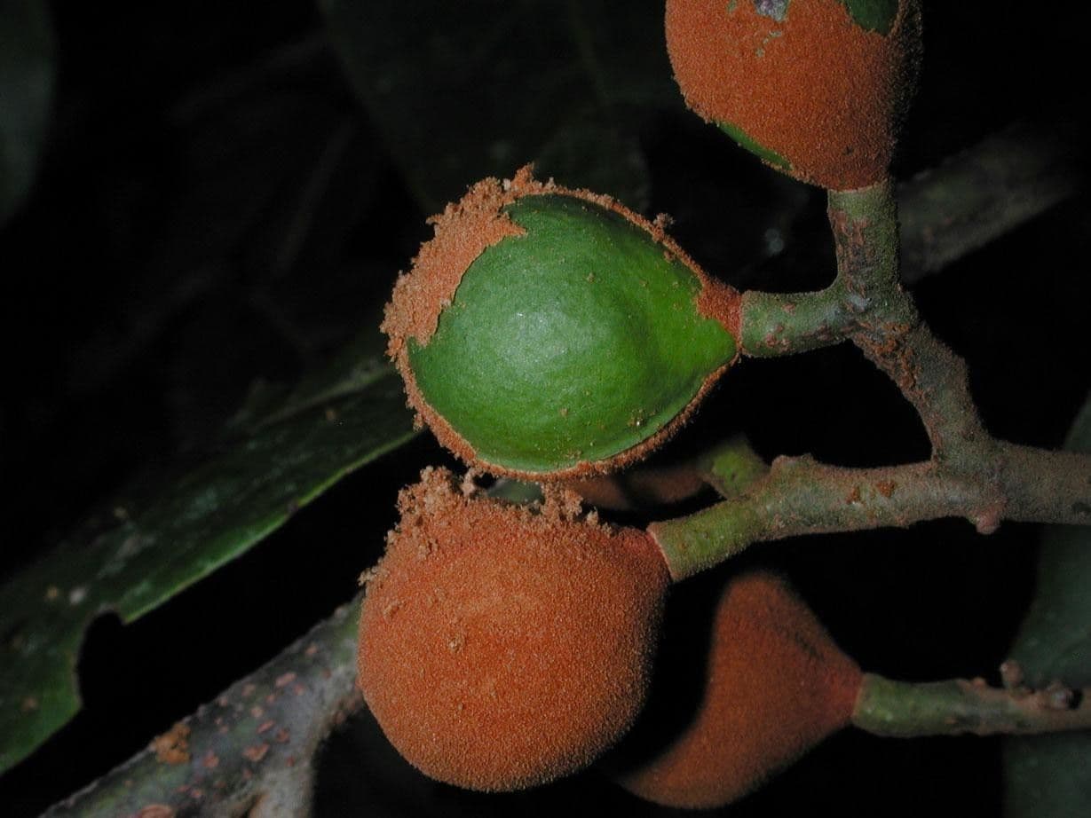 Virola sebifera