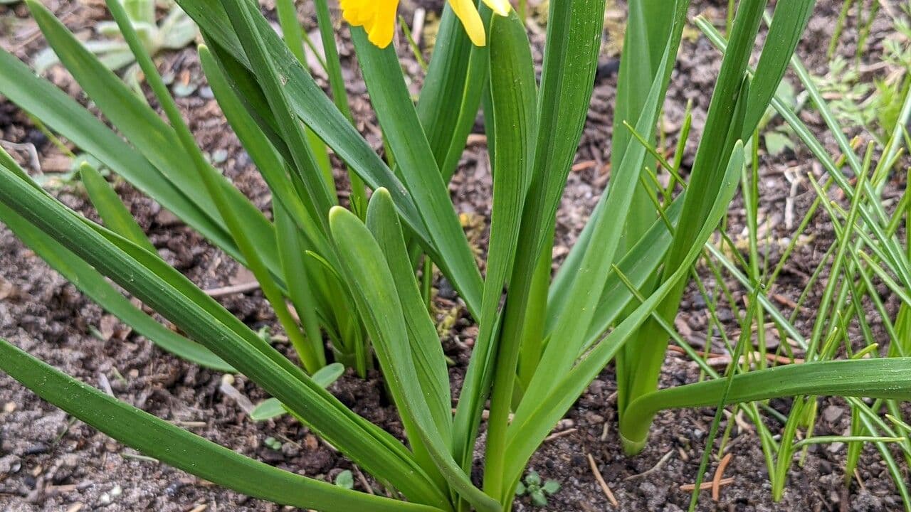 Narciso ciclamino 16