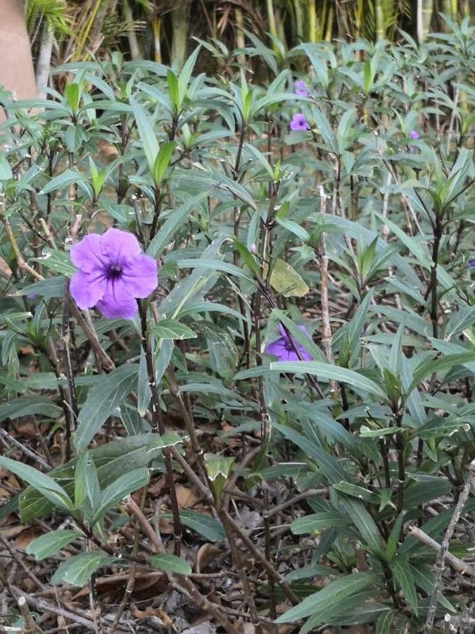 Ruellia simplex 8