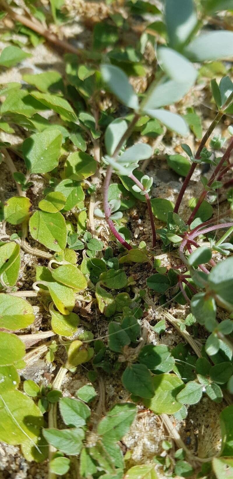 Linaria 18