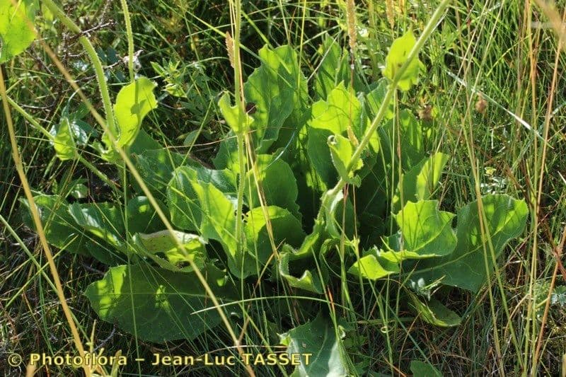 Gänsblume 7