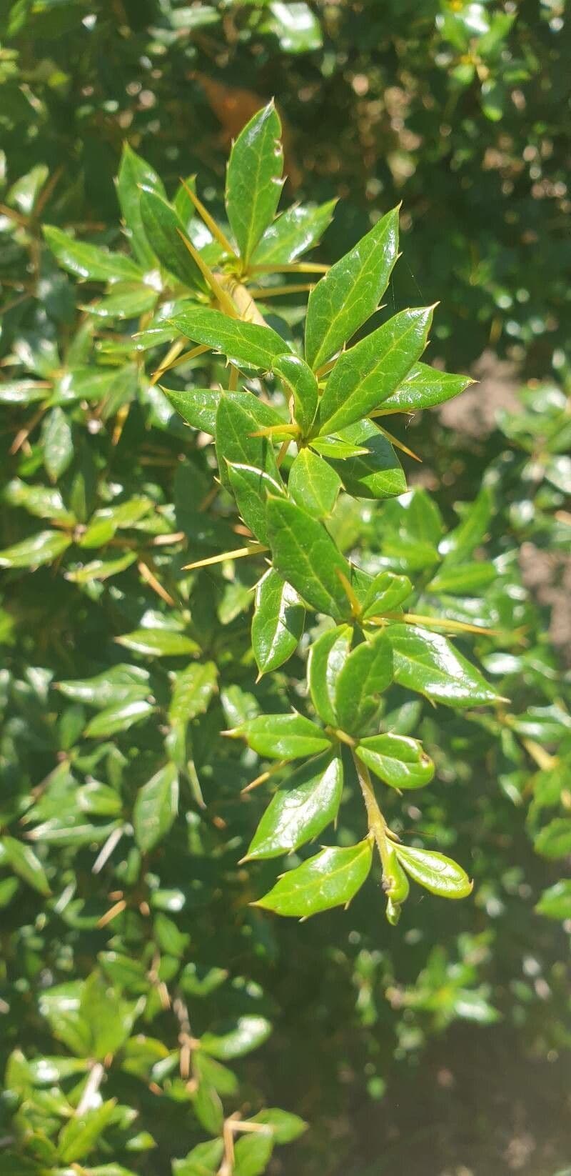 Berberitze 8