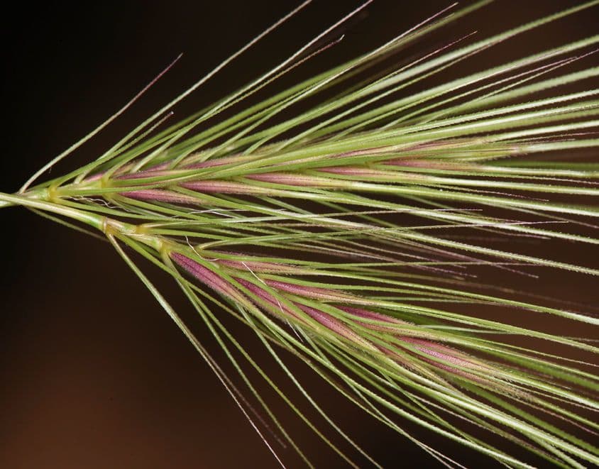 Cenchrus biflorus 25