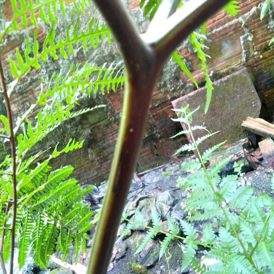 Blechnum attenuatum 15