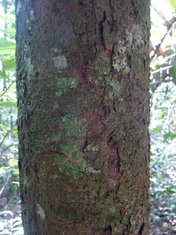 Bentham-Garcinia 6