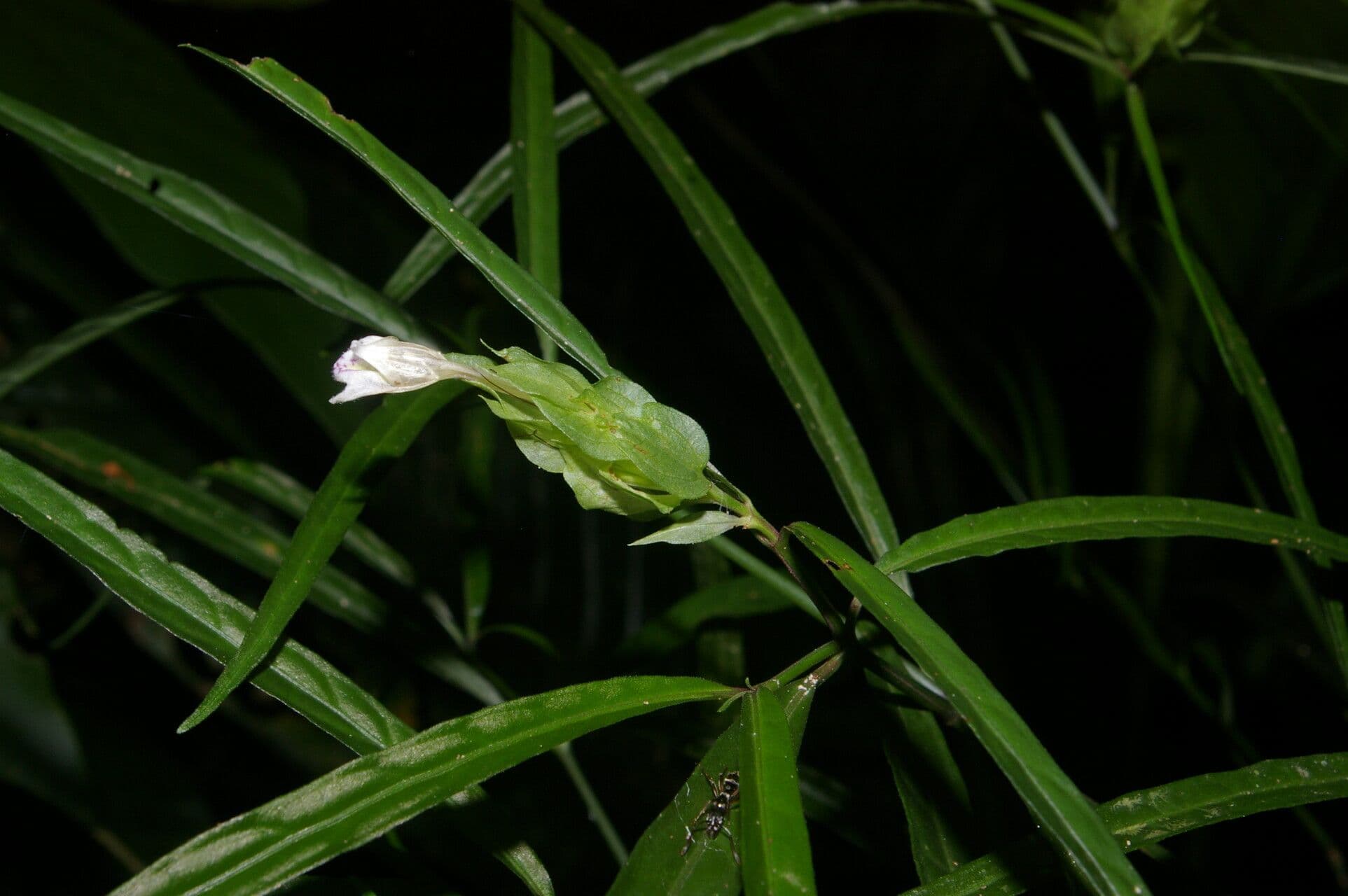 Herpetacanthus 4