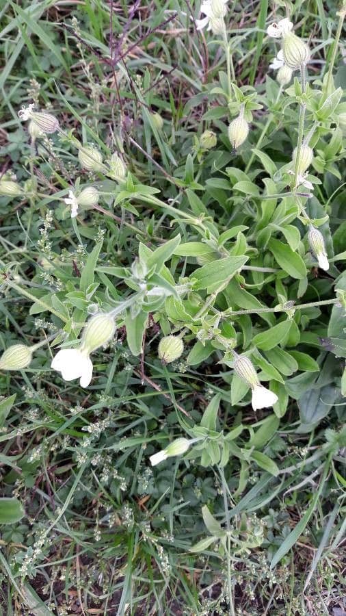 Smolnice obecná 24