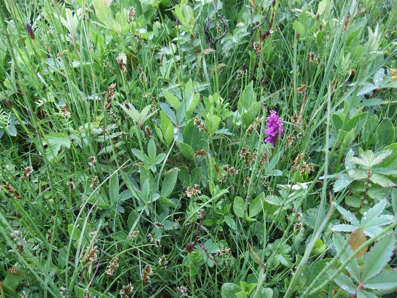 Lisca compressa 15