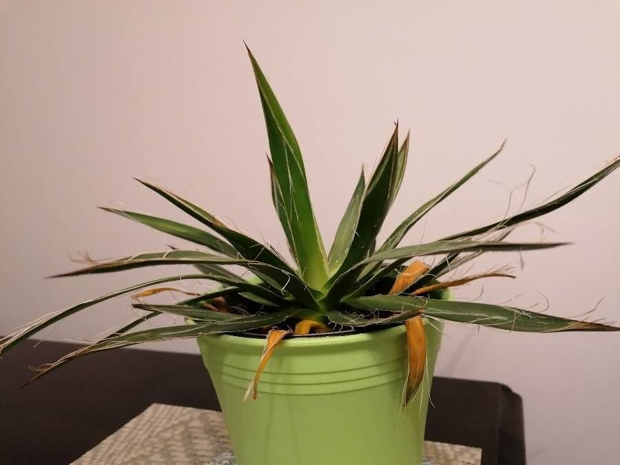 Agave filifera 6