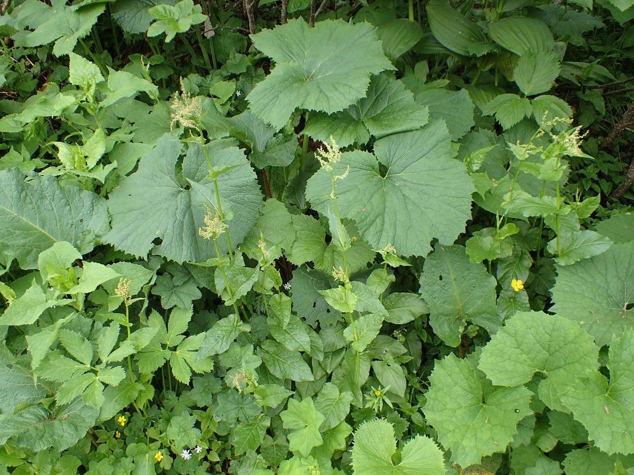 Rumex alpestris 7