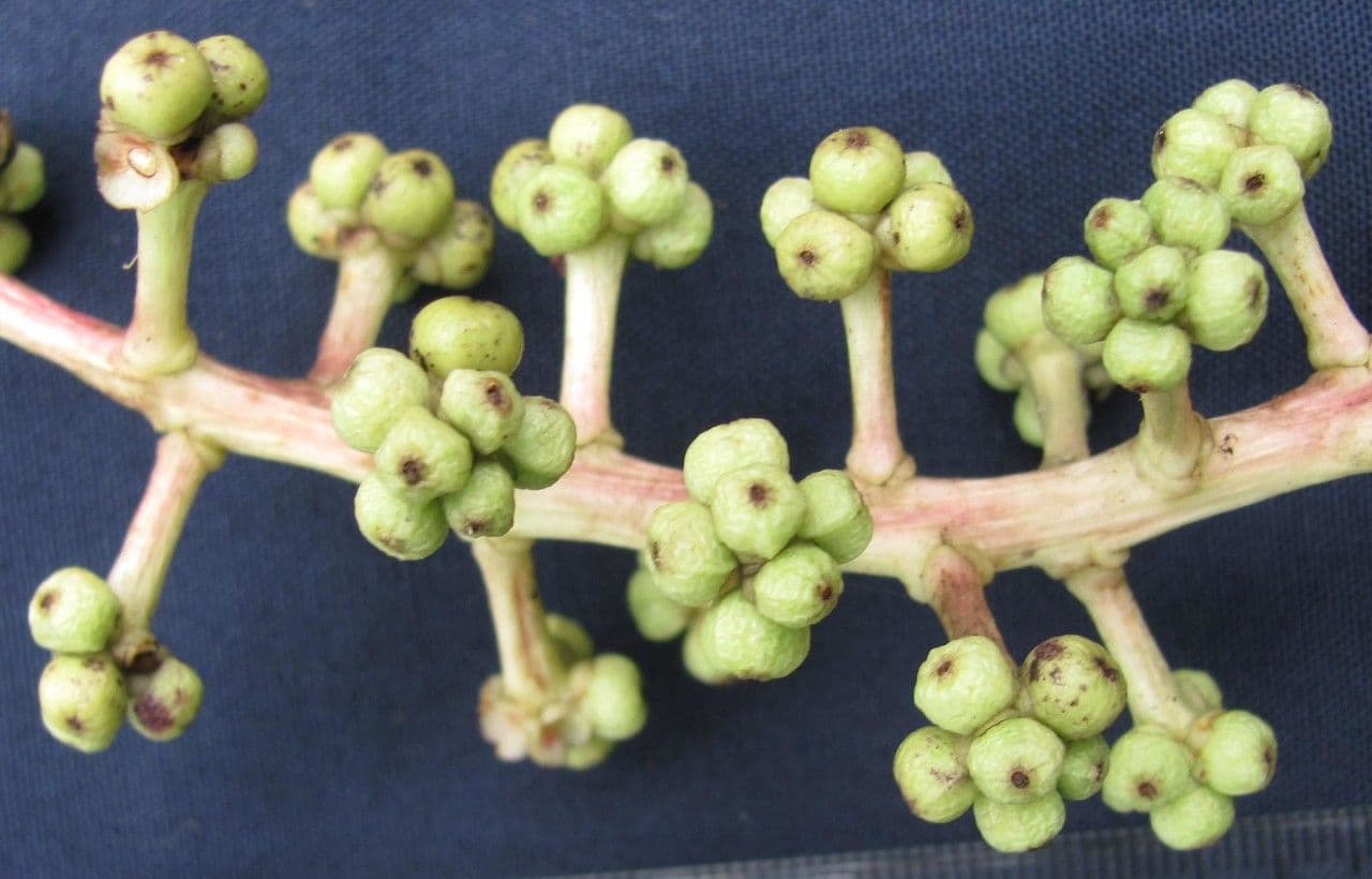 Oreopanax capitatus 2