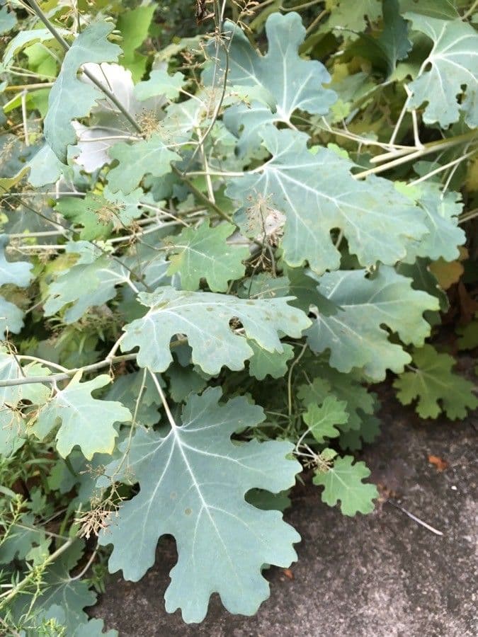 Macleaya 19