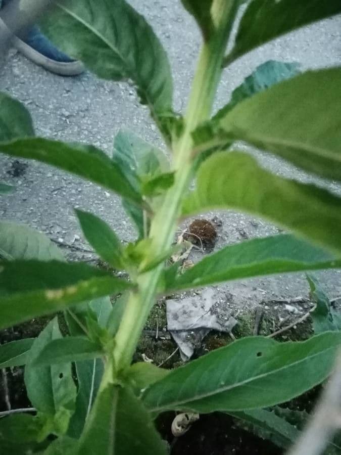 Enagra comune 23