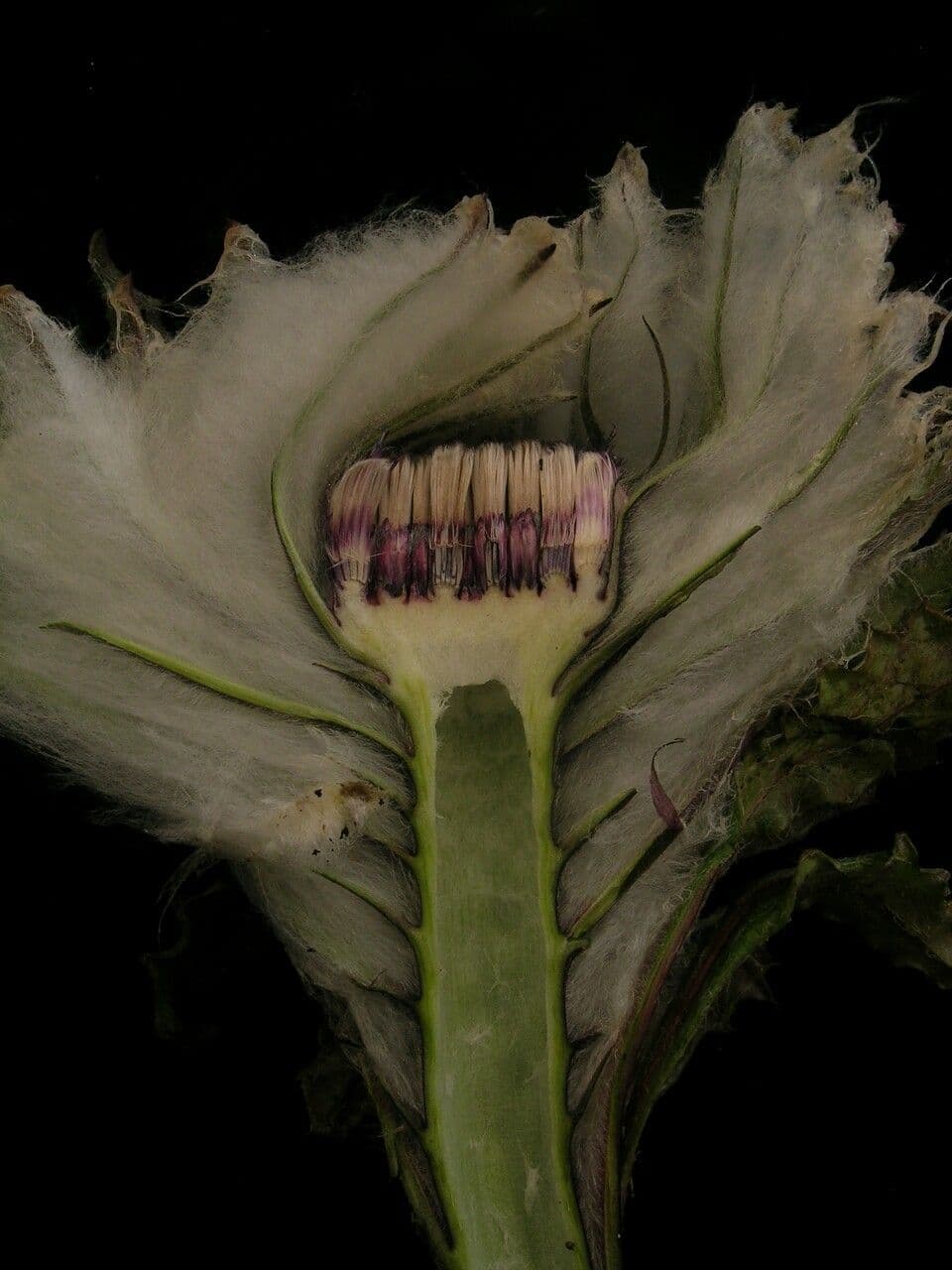 Saussurea 5