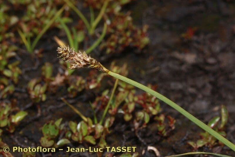 Carex di Lachenal 9