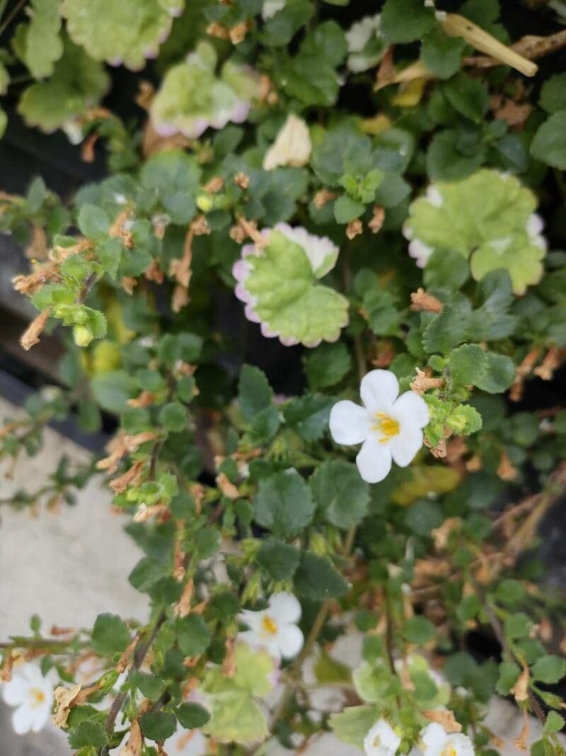 Bacopa rastrera 2