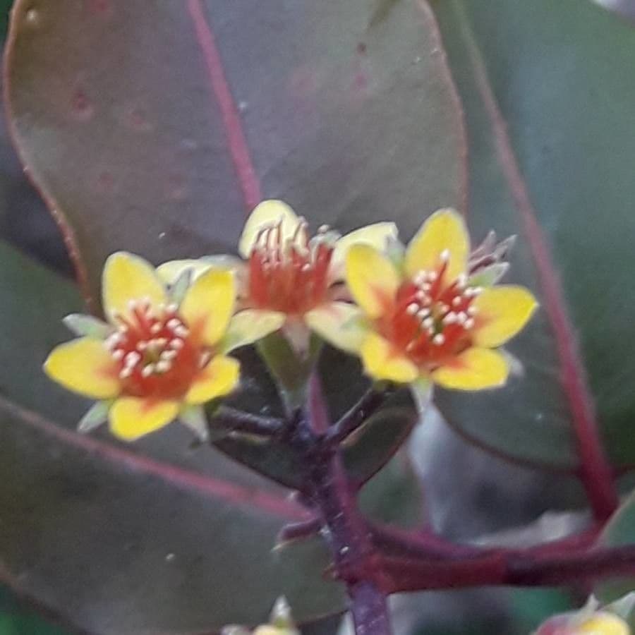Cloezia floribunda 5