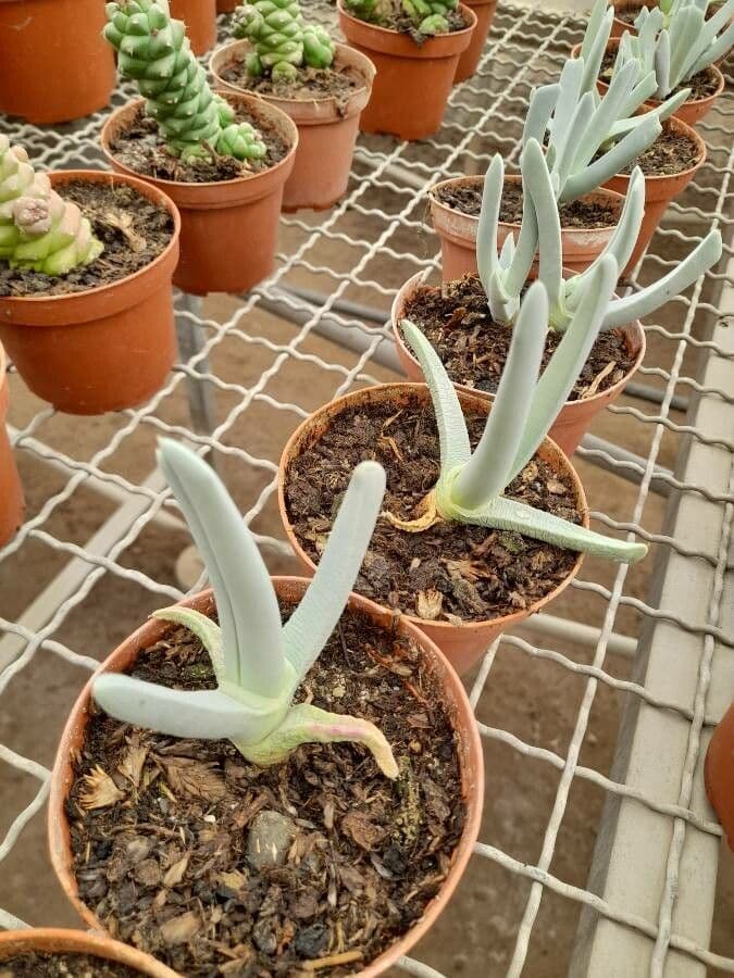 Cheiridopsis 9