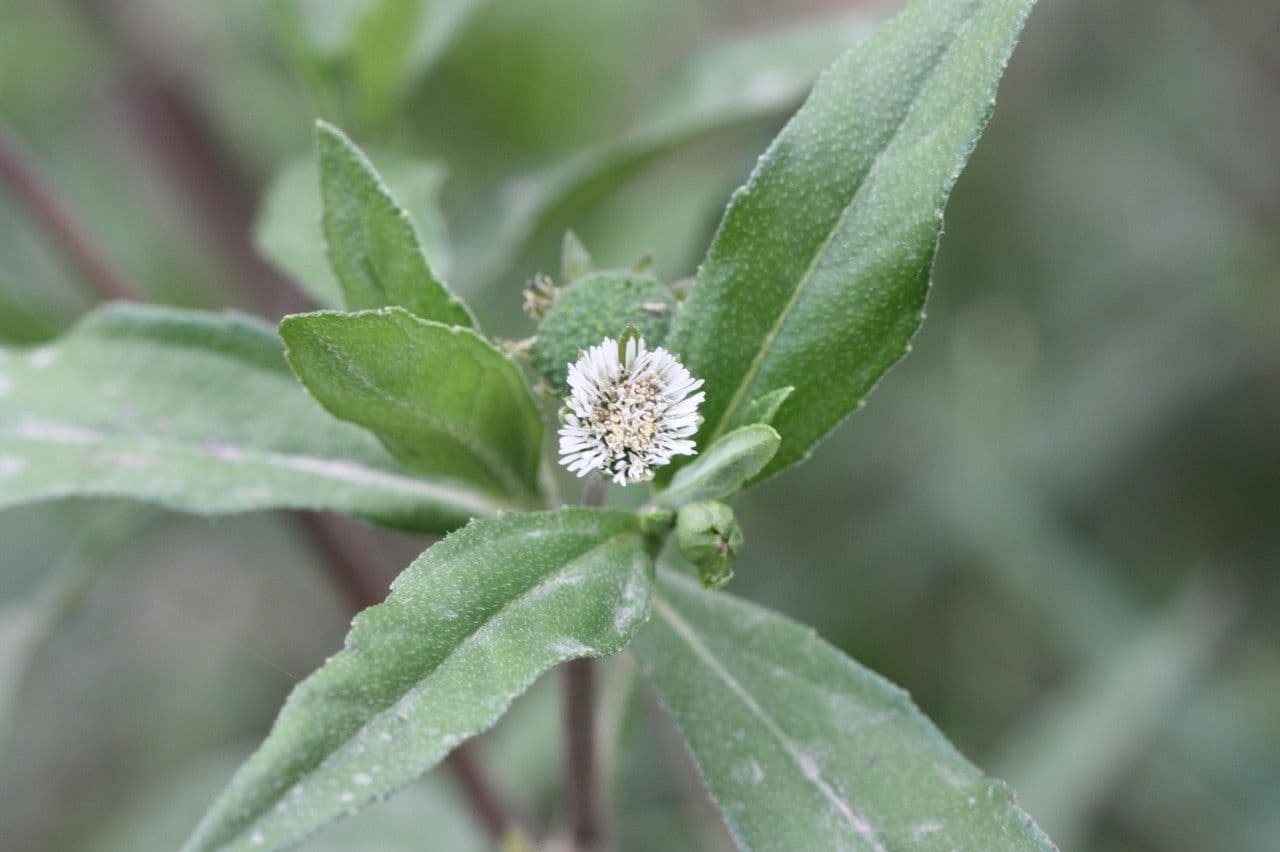 Eclipta 6