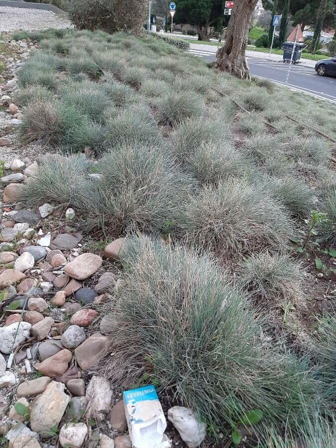 Festuca blu 26