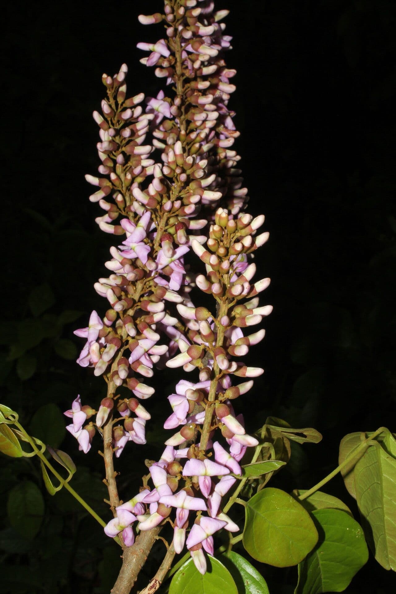 Lonchocarpus 4