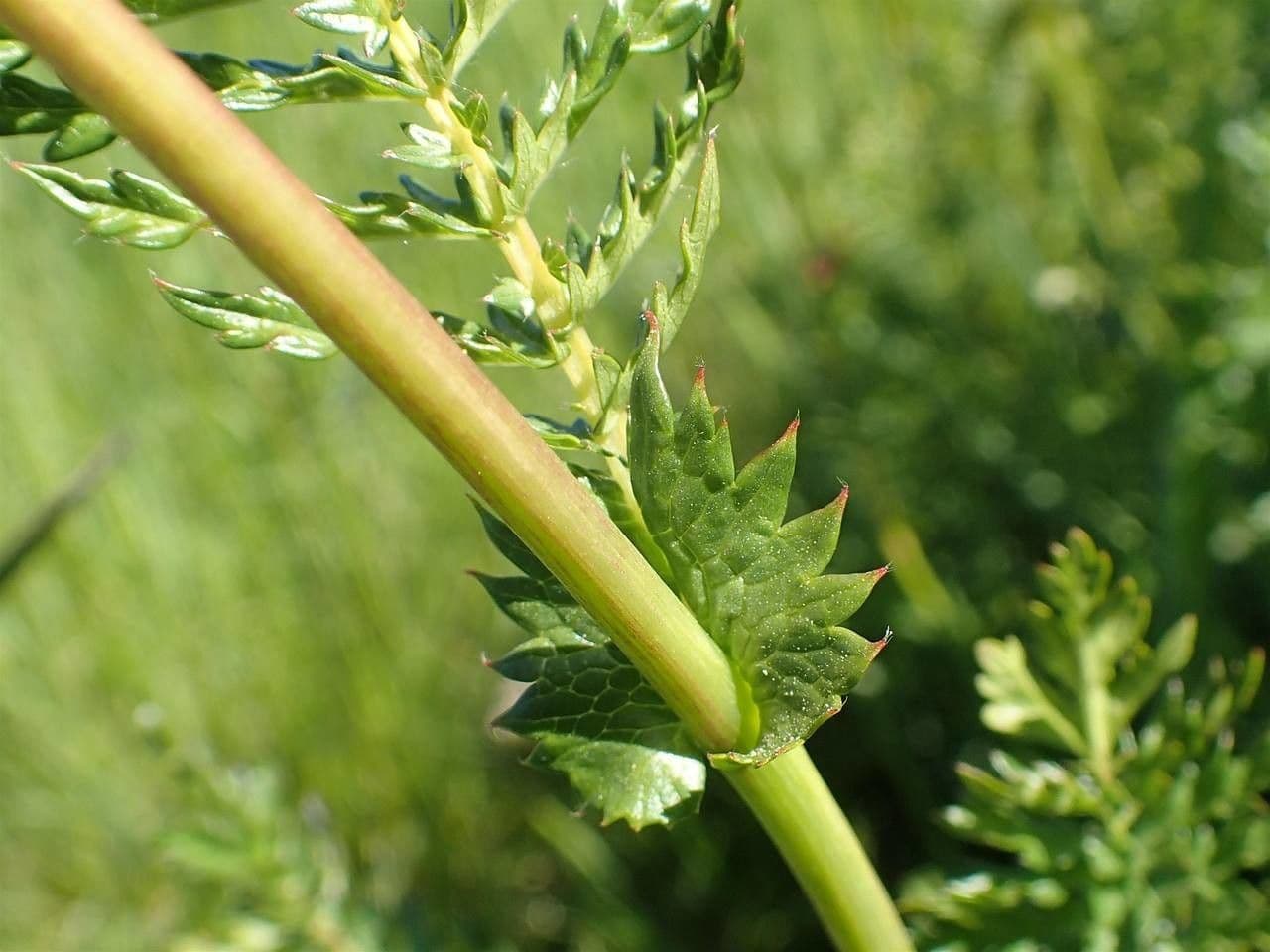 Filipendula comune 23