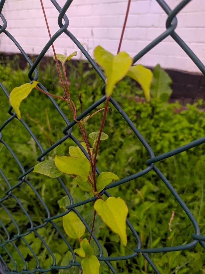 Einfache Clematis 24
