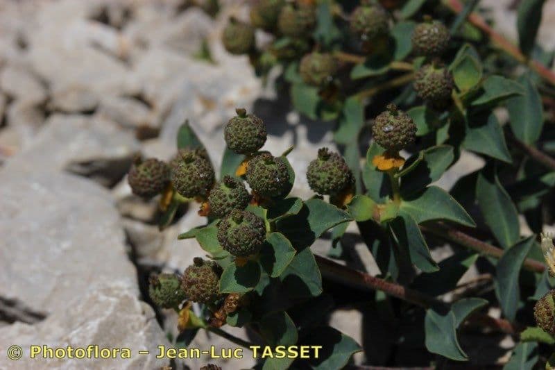 Euforbia bionda