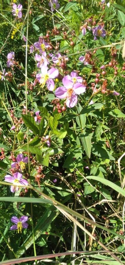 Rhexia virginica 4