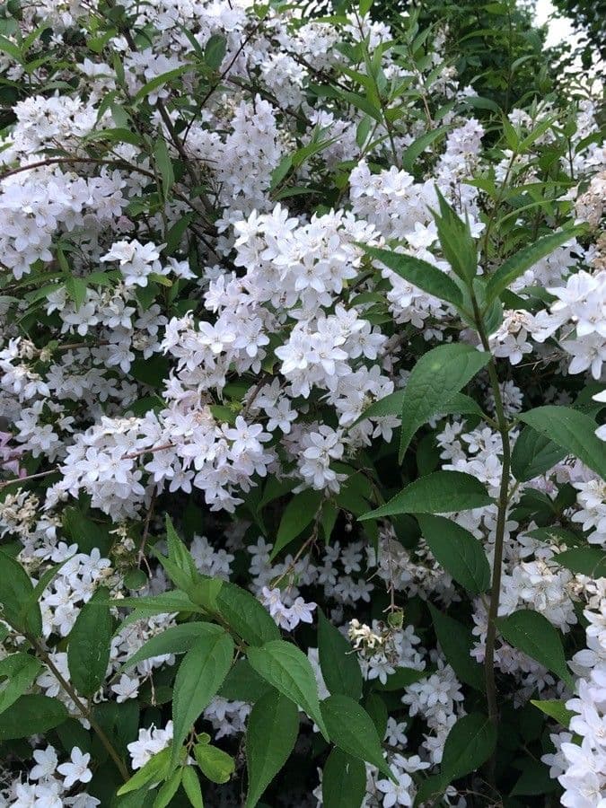 Deutzia gracilis 14