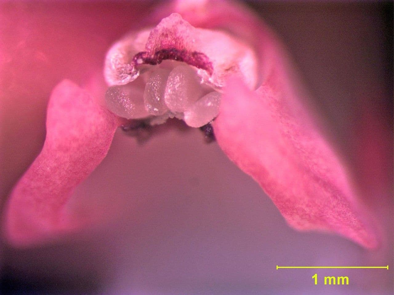 Scaphyglottis 14