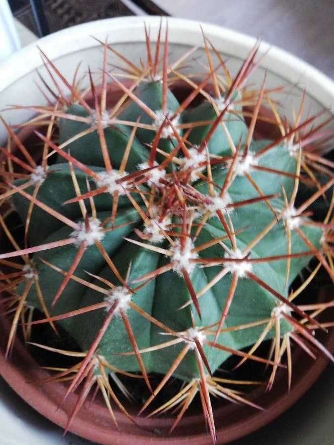 Melocactus 17