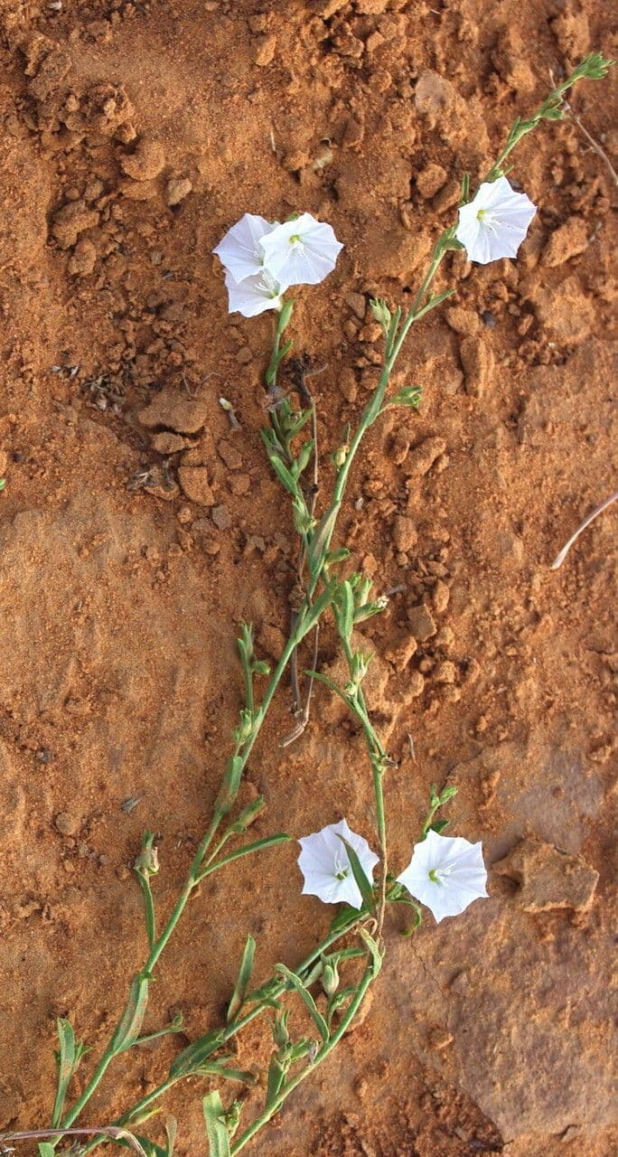 Iskerník plazivý 16