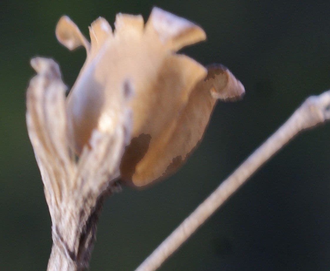 Silene secundiflora 5