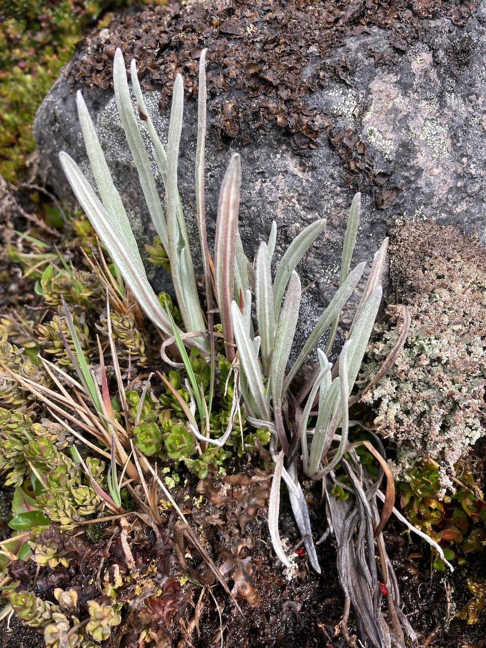 Senecio 18