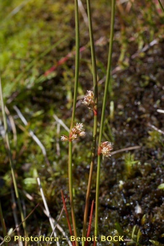 Giunco filiforme 28
