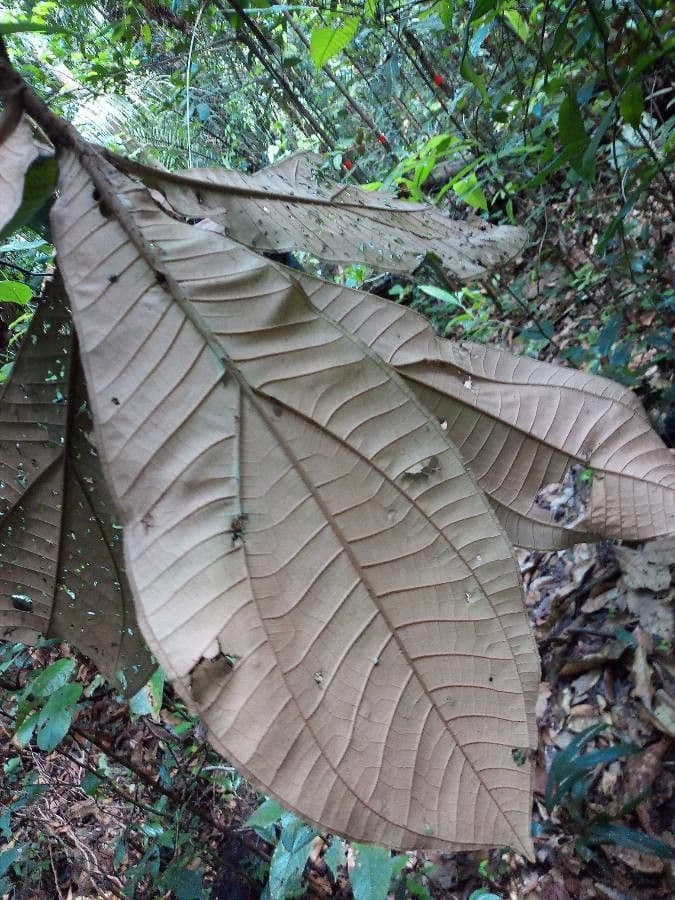 Miconia 3