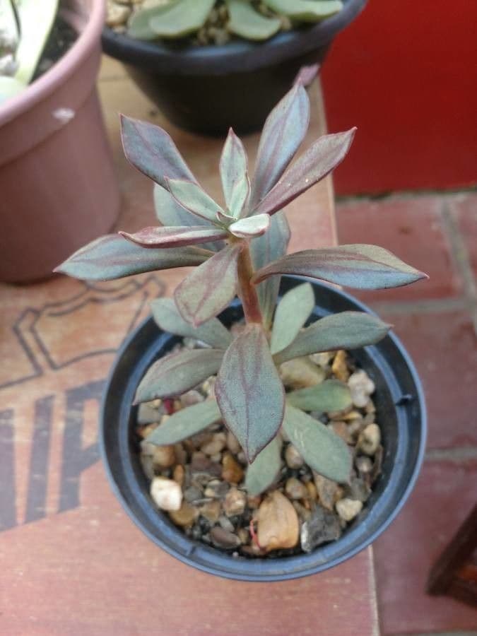 Echeveria 13