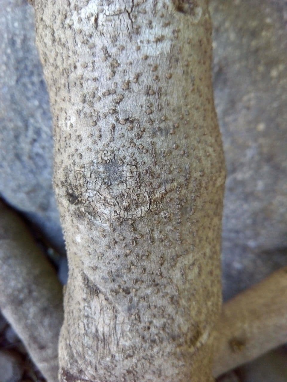 Beaumontia 23